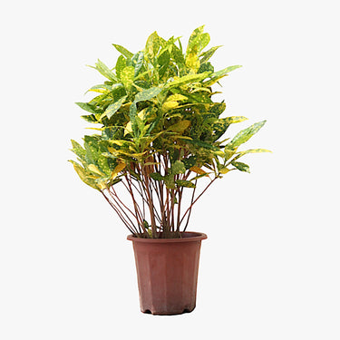 Croton Lemon Plant - Gold Dust